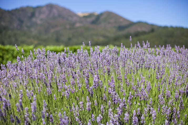 lavendar fields at st francis winery in sonoma california