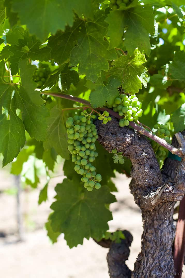 chardonnay grapes on a vine in stags leap winery in napa valley california