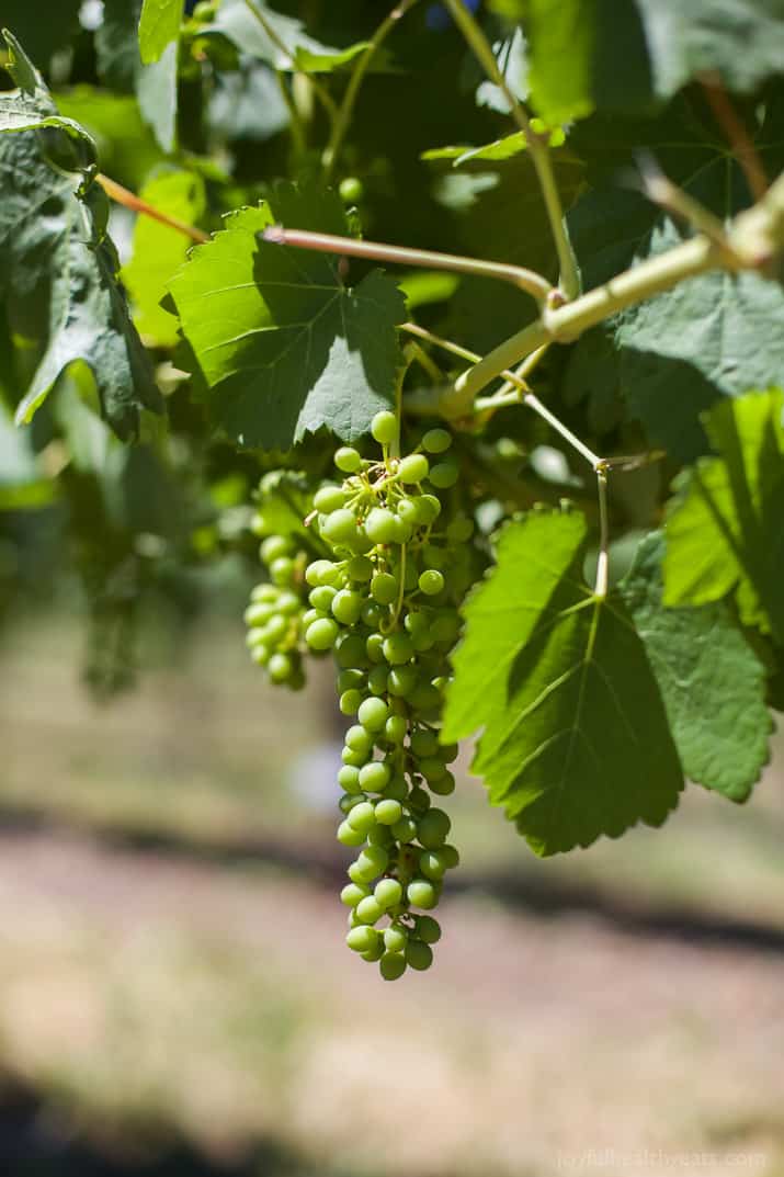 a photo of a bunch of grapes