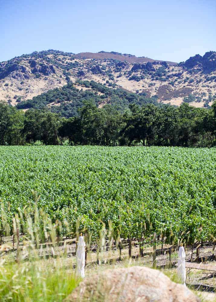 vineyards at stags leap winery in napa valley california 