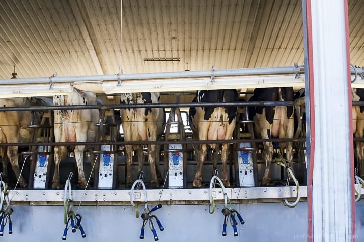 Rear view of Dairy cows in stalls in a barn