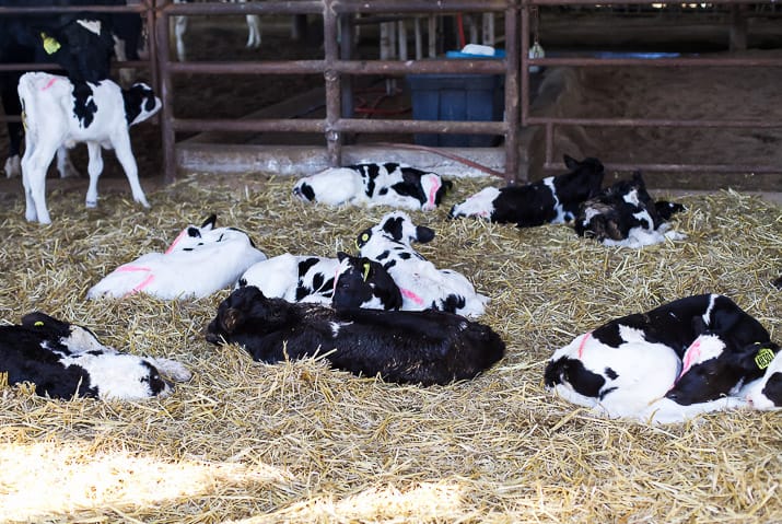 Black and white calves laying on hay in a barn