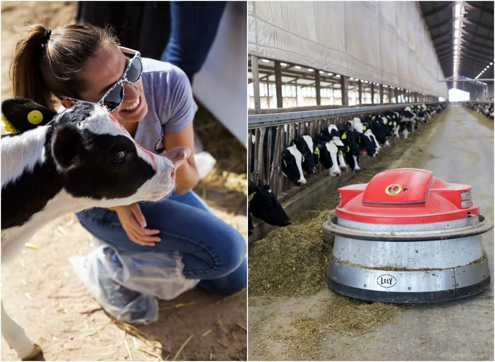 Dairy cows in a barn and a calf with a woman