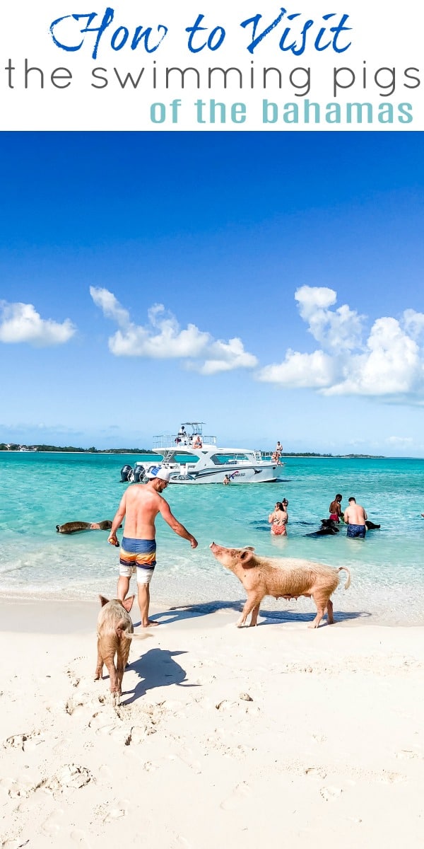 pinterest image for how to visit the swimming pigs in the bahamas
