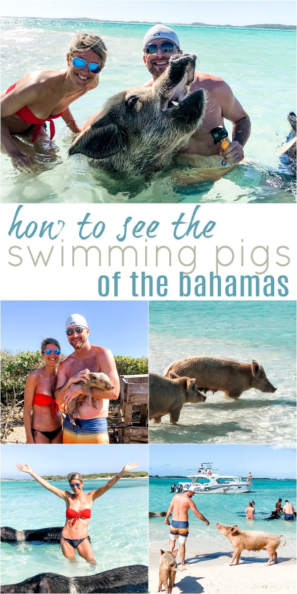 pinterest image for how to visit the swimming pigs in the bahamas