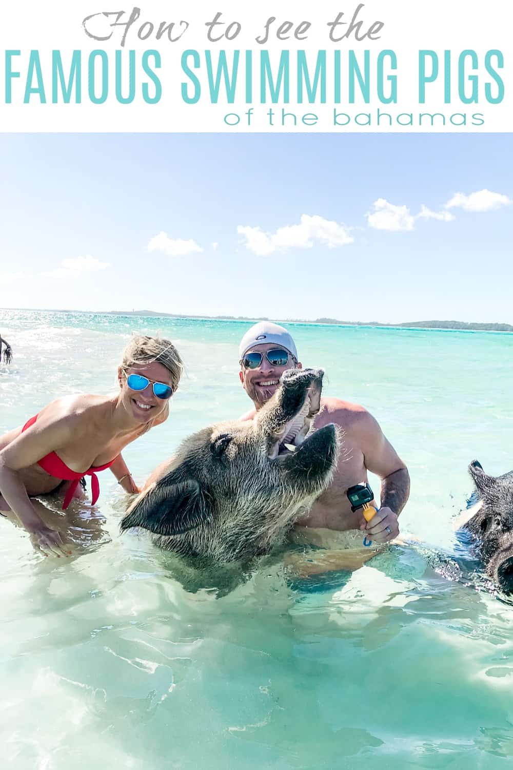 pinterest image for how to visit the swimming pigs in the bahamas