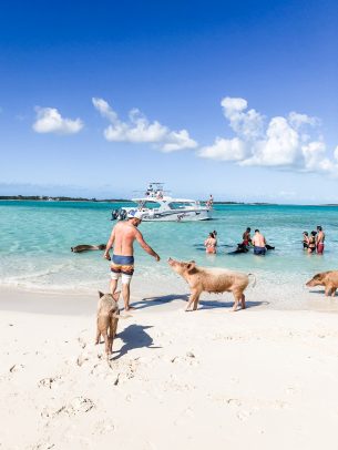 picture of a guy touching the swimming pigs in the bahamas