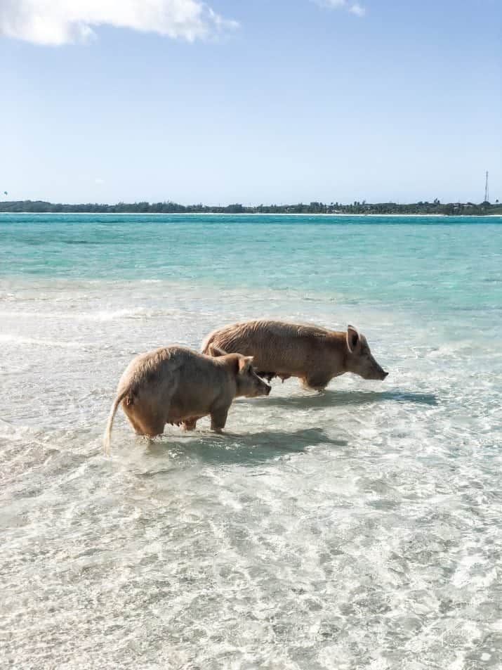 picture of bahamas swimming pigs