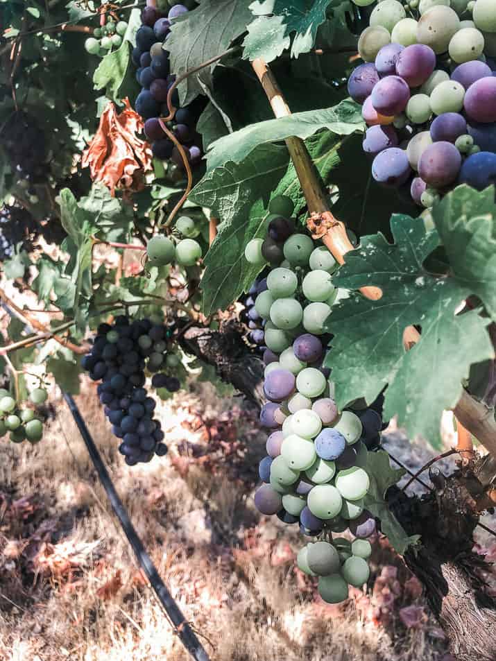 picture of grapes on vines in sonoma california